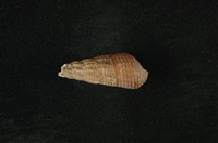 藏品(網蜷)的圖片